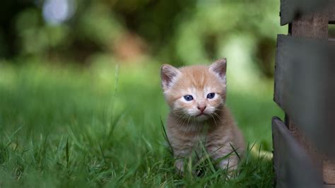 Cute Little Cat Kitten Is Standing On Green Grass In Blur Green