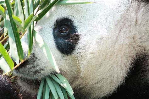 Panda Poop Reveals Theyre Bad At Digesting Bamboo Live Science