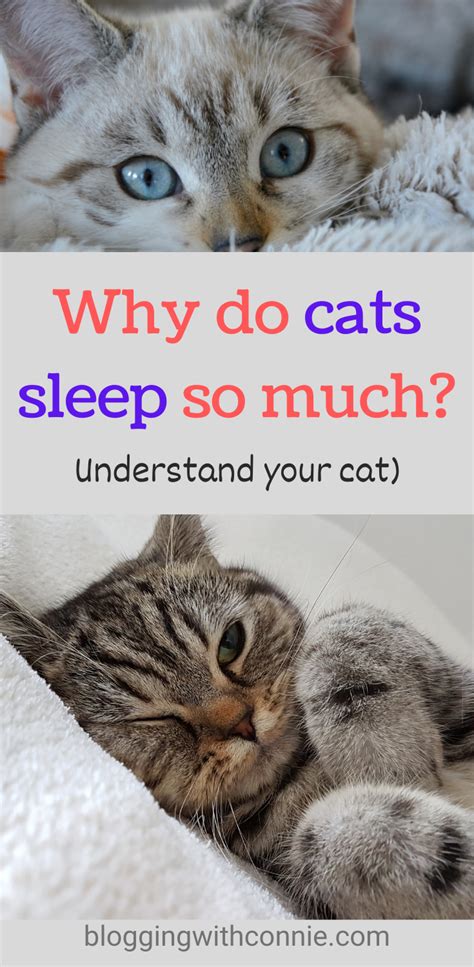 Why Cats Sleep So Much Cat Sleep Understanding Cat Behavior Cat