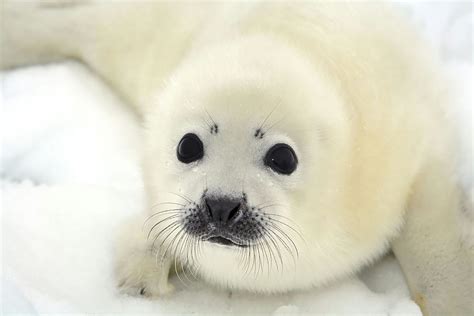 Baby Harp Seals Will No Longer Be Killed For Their Fur My Dream For