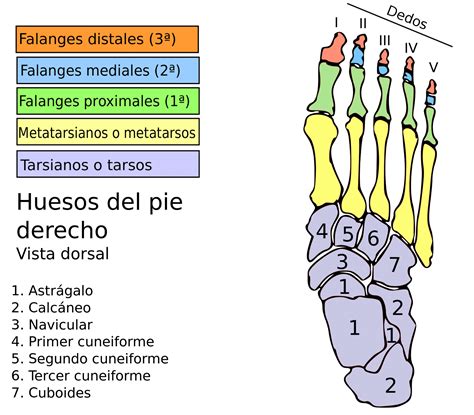 Músculos Del Pie Anatomía Funciones Origen E Inserción Y Más