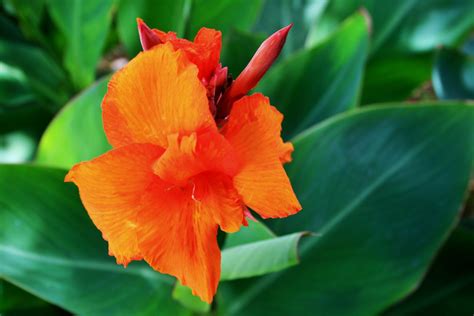 Canna Plant Flowering Free Stock Photo Public Domain Pictures