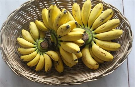 Yelakki Elaichi Banana Know How This Desi Variety Of Banana Is