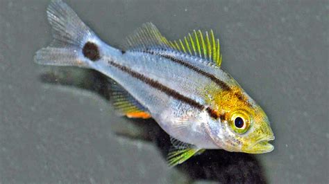 Commercially Available Porkfish Rising Tide Conservation