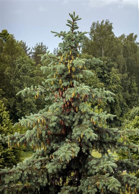 silver spruce eutopia garden arad romania stock photo image