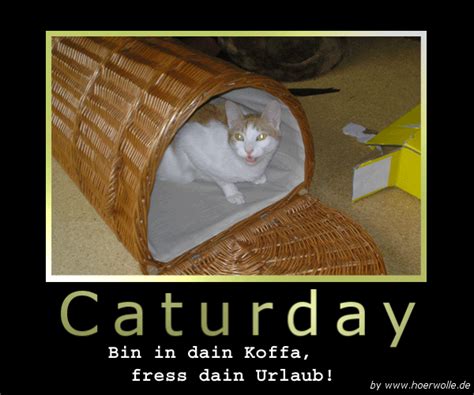 Contents 1 dirty saturday memes 4 it's saturday meme Image - 181623 | Caturday | Know Your Meme