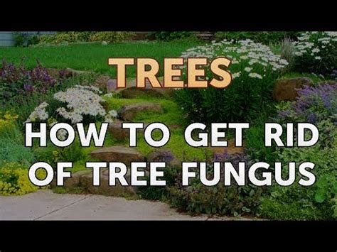 Remember that persistence is key to getting rid of the poison sumac plant and also the rash that appears as well. How to Get Rid of Tree Fungus - YouTube