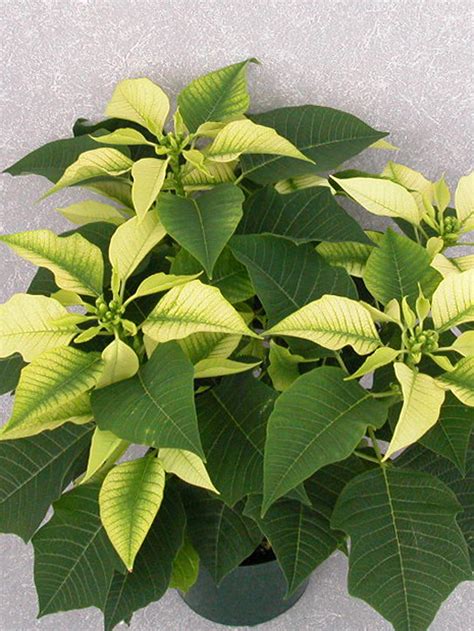 Snowcap 2004 Height Control Poinsettia Cultivation Commercial Floriculture Environmental