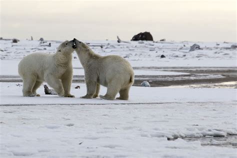 Human Driven Global Warming Is Biggest Threat To Polar Bears Report Says