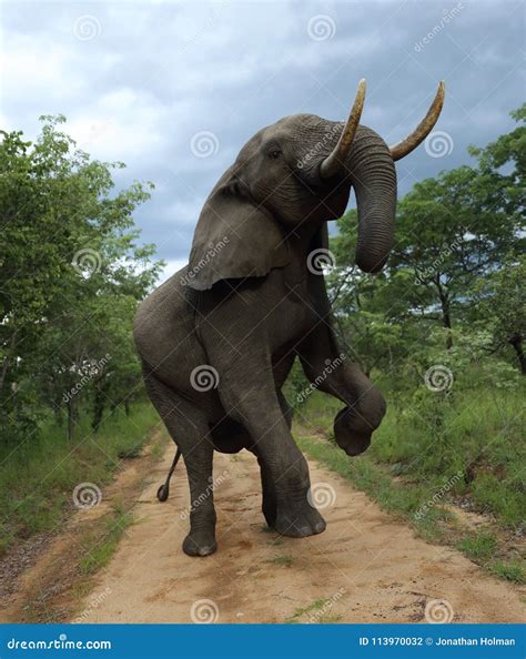 Elephant In Hwage National Park Zimbabwe Rearing Up On Two Legs