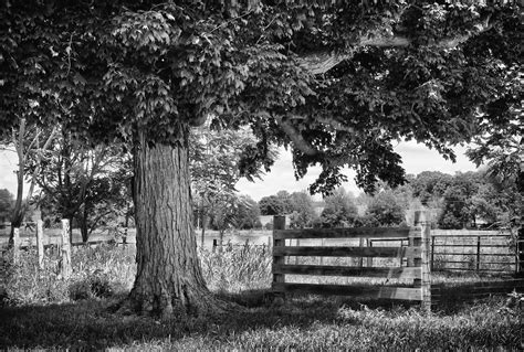 Free Images Landscape Tree Forest Black And White