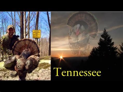 Hunting Public Land Mountain Gobblers Open Hardwoods Real Turkey