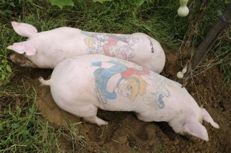 Laser treatment causes tattoo pigment particles to heat up and fragment into smaller pieces. Wim Delvoye: Tattooing Pigs For The Art Of Provocation