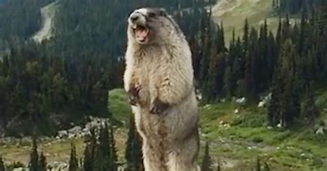 This Marmot Screaming Might Be The Worst Thing Youve Ever Heard