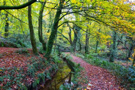 Autumn In Luxulyan Valley Cornwall
