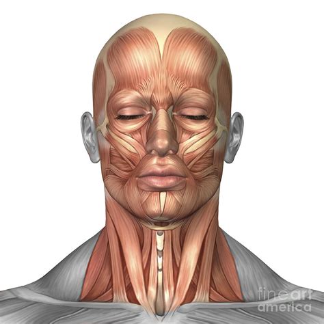 Neck muscles are bodies of tissue that produce motion in the neck when stimulated. Anatomy Of Human Face And Neck Muscles Digital Art by ...