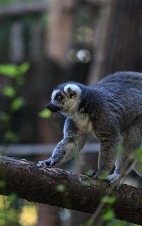 Lemur Lemuroidea Stock Photo Image Of Africa Sanctuary 62128776