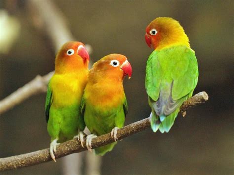 √ 25 Jenis Burung Lovebird Tercantik Sedunia [terlengkap]