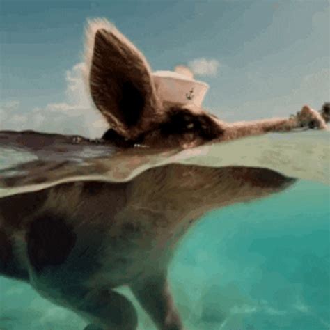 Marine Pig Swimming 