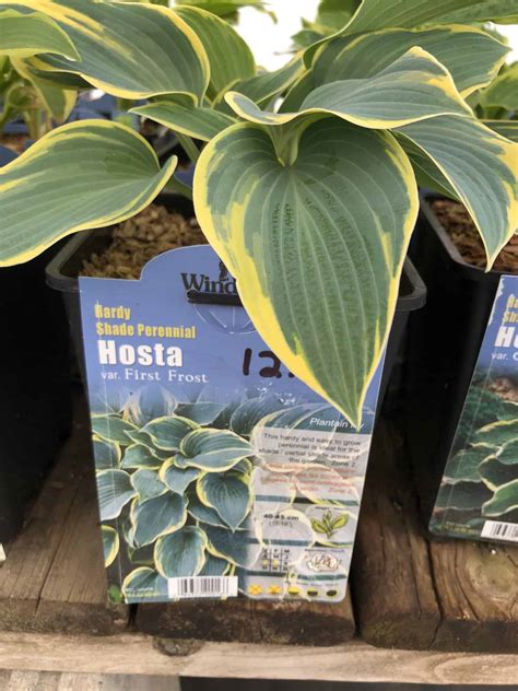 First Frost Hosta 🌿 A Touch Of Winters Beauty Year Round