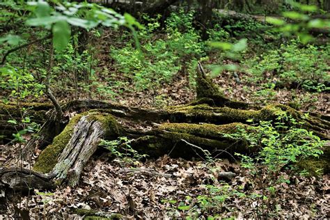 Moss Covered Fallen Tree In The Woods Photograph By Sheila Brown Fine