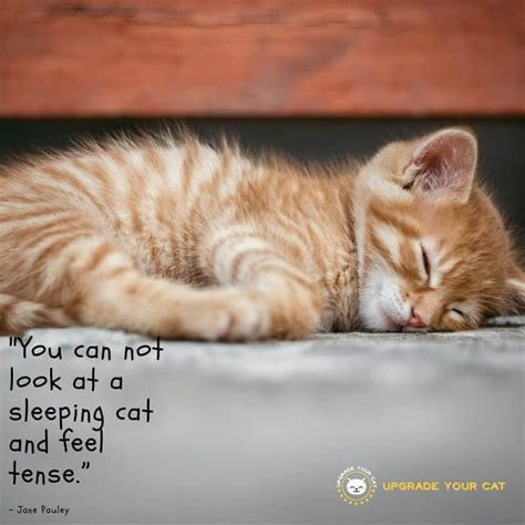 Famous Quotes Cat Lover Quotes Funny Cat Mania
