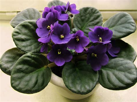 Do you have few windors and dark corners in your home. Low Light Indoor Plants With Flowers | Snaplant.com