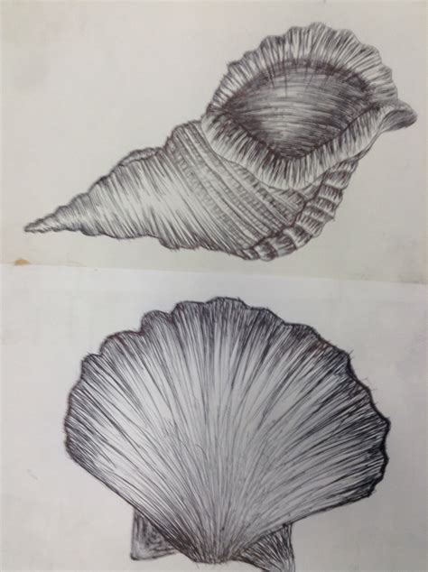 Shell Drawings Shell Drawing Copic Art A Level Art