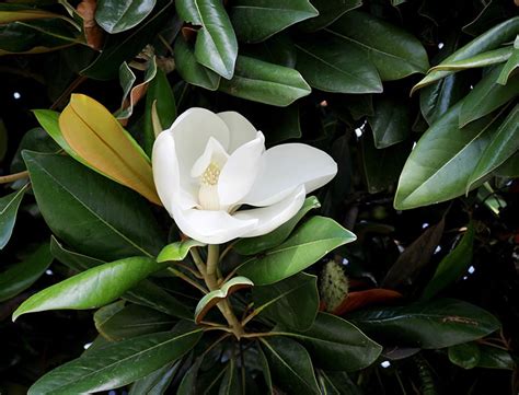 Magnolia Grandiflora Guide How To Grow And Care For “southern Magnolia”