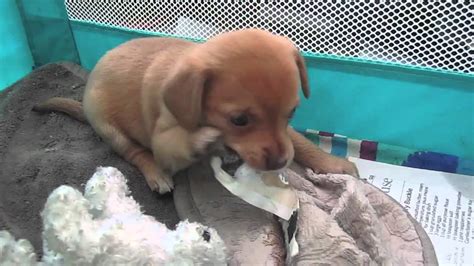 You can still feed her softened food. 5 Week Old Chihuahua Puppies For Adoption - YouTube
