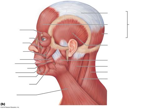 Muscles Of The Scalp Face And Neck Diagram Quizlet