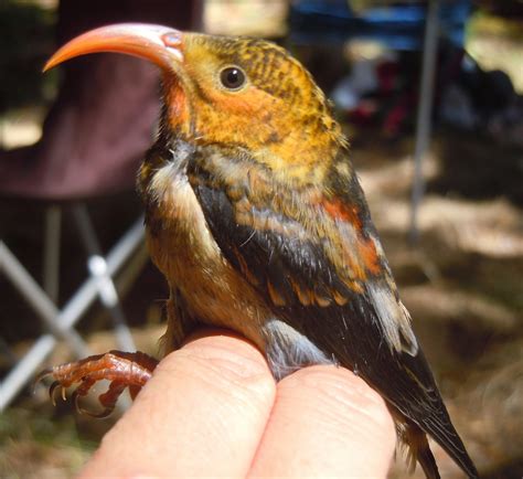 Hawaii Meetings Go All Bird Pacific Birds Habitat Joint Venture
