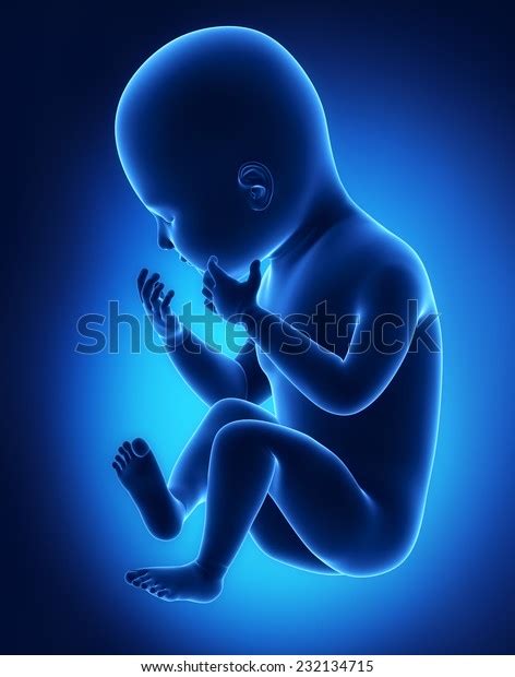 Xray Blue Fetus Baby Isolated Stock Illustration 232134715 Shutterstock