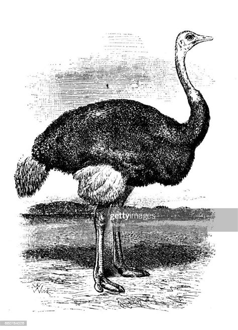 Antique Animals Illustration Ostrich High Res Vector Graphic Getty Images