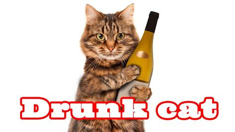 Пьяные кошки Drunk Cats Youtube