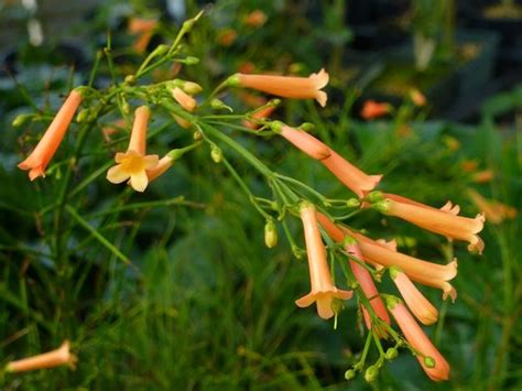 We did not find results for: Coral Firecracker Fern , Firecracker Plant, Coral Fountain ...