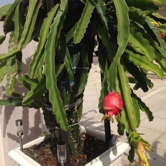 Outdoor dragon fruit to grow as a container plant, transplant a seedling into a pot with good drainage and use a cactus soil mix or one you blend yourself of sand and potting soil. How To Grow Dragon Fruit - eco-organic garden by OCP