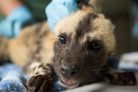 Painted Dog Pups Get Names And Their First Checkup Zooborns