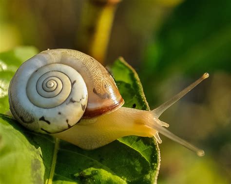 All About Land Snails Welcome Wildlife