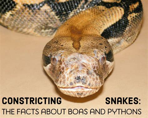 14 Species Of Boas And Pythons Amazing Constricting Snakes Pethelpful