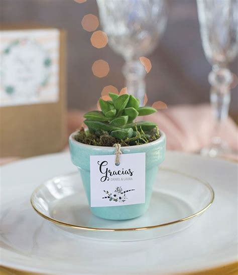 Planta Crasa Cactus Mini Sweet Mint Souvenires Boda Detalles De