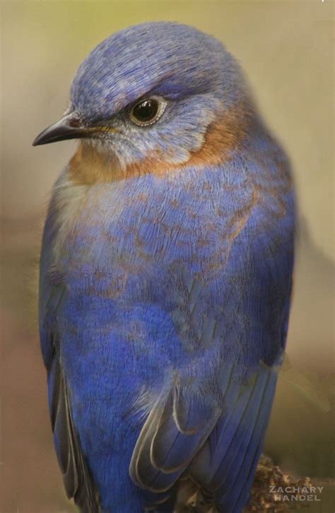 Jan 2017 North America Migratory Song Bird Aviary