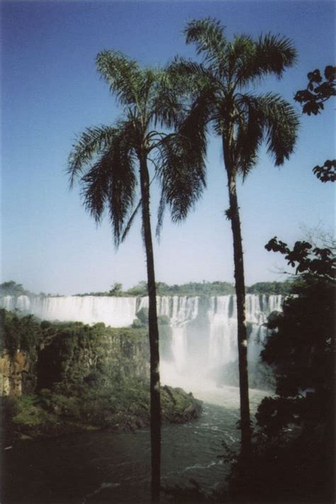 Waterfall And Palm Trees Paradise Falls Scenery Amazing Nature