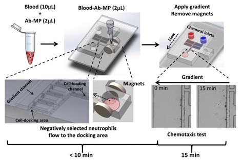 An All On Chip Method For Testing Neutrophil Chemotaxis Medical