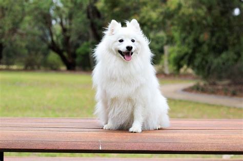 Top Breeds Of Dogs Most Suited For Apartment Living