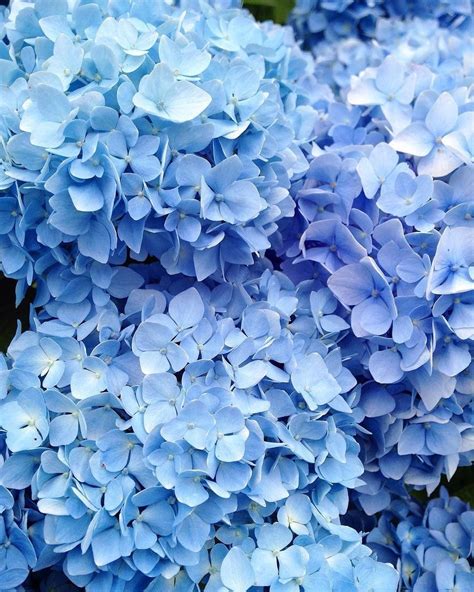 Blue Flower Aesthetic Wallpaper ~ Best 4 Empat