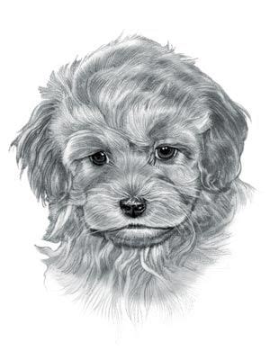 Use the guidelines if you need after you have shaded in the rest of the dog you are done with the first layer. Maltipoo *** | Dog drawing, Maltipoo dog, Maltipoo