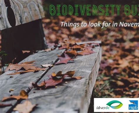 Biodiversity Buzz Things To Look For In November Idverde