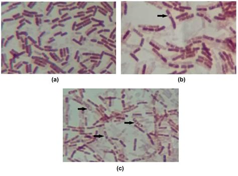 Images Of Endospore Staining Of A Control B Or Rl Mic 14h And