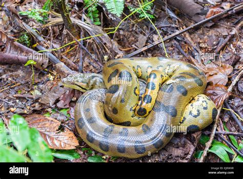 A Coiled Up Green Anaconda Seen Deep In The Amazon Rainforest In Peru